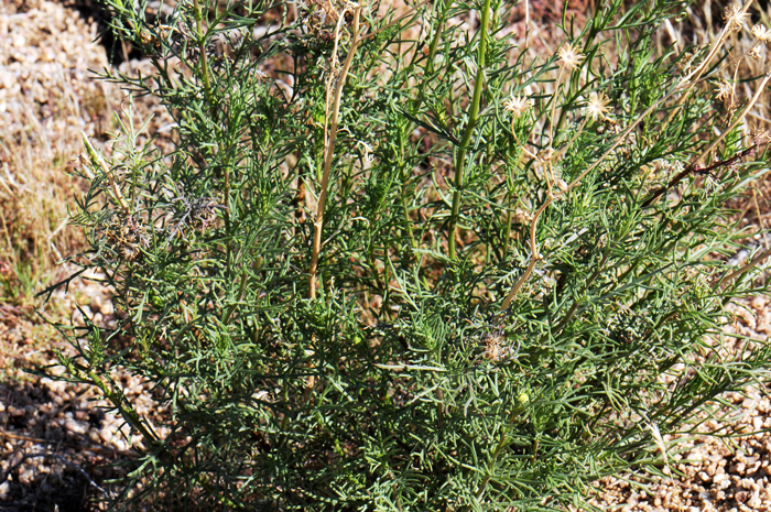 Giant Spanish Needle has green leaves mostly alternate and the leaf shape is linear or lanceolate. Giant Spanish Needle is also called Dune Spanish Needle because of its preference for sandy areas, particularly sand dunes. Palafoxia arida var. gigantea